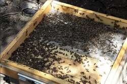 У Запорізькій області масово гинуть бджоли