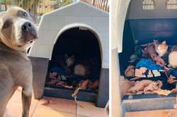 Питбуль уступил конуру бездомной кошке, чтобы та родила котят (трогательные фото)