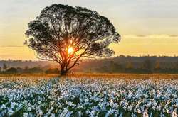 Долину нарциссов открыли для посетителей