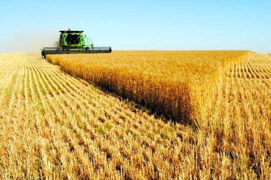 США знизили прогноз врожаю пшениці в Україні