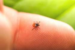 Людей, котрі помітили на собі кліща, просять не витягати їх самостійно, а звертатися за допомогою до медиків