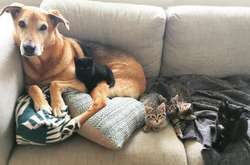 Рэйлан - очень умный пес. Он запросто может выключить свет или принести пиво