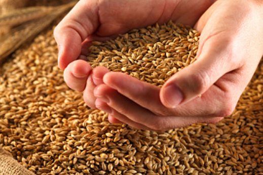 У Мінекономіки оприлюднили цьогорічний прогноз врожаю зернових
