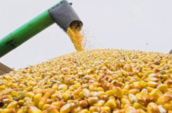 Україна з початку року експортувала понад 27 млн тонн кукурудзи