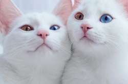  Під час лабораторного експерименту інфіковані коронавірусом коти виявилися здатними заражати коронавіурсом здорових котів 