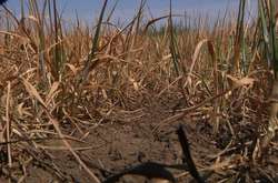 На Одещині через засуху аграрії можуть втратити понад 50% врожаю