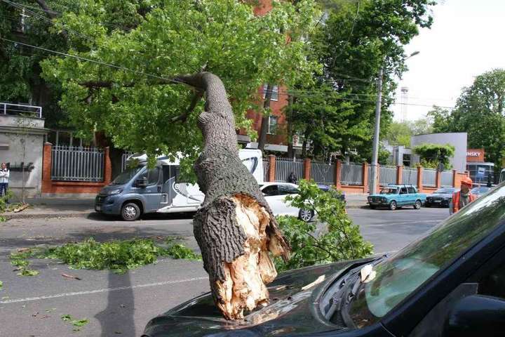 У центрі Одеси дерево впало на автівку