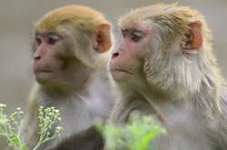  Вчені успішно випробували вакцину від коронавірусу на макаках 