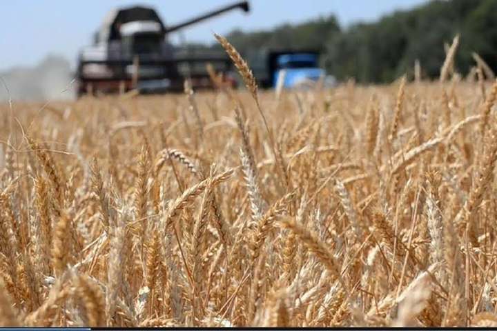 В уряді визнали різке скорочення врожаю зерна у цьому році