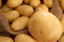  Украинские фермеры выращивают молодую картошку в очень малых объемах