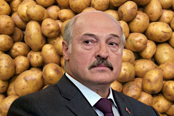Картошка спасет Беларусь. Лукашенко дал ценное указание аграриям во время эпидемии