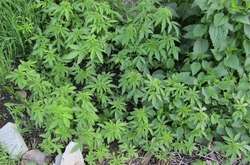 Під Києвом поліція виявила ще двох наркоаграріїв (фото)