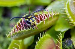 Вчені вияснили, як хижі рослини навчилися перетравлювати м'ясо