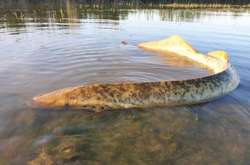 Вчені повідомили, що рибалка виявив рідкісного паразита - морську міногу