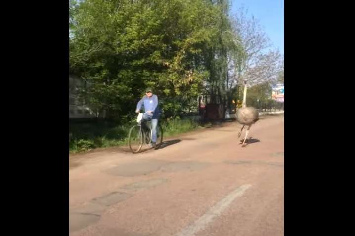 Як житомирський страус біг вулицею за велосипедистом (відео)