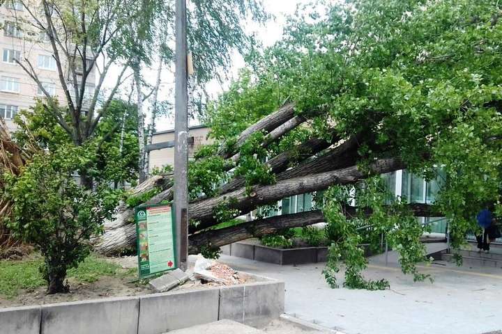 Дерева вивертало з корінням: комунальники показали наслідки негоди в Києві (фото)