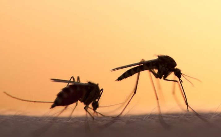 Комахи не переносять коронавірус – МОЗ