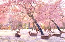 Сказка наяву. Фотограф снял оленей в японском парке во время цветения сакуры