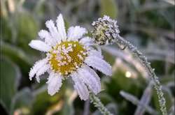 Не за горами літо, а на Київщині очікуються заморозки