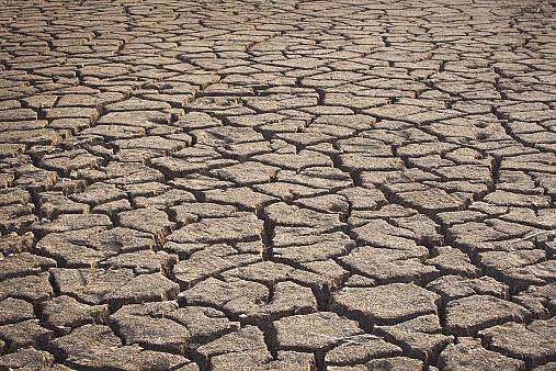 Засуха в Одесской области лишила аграриев 50% озимых зерновых