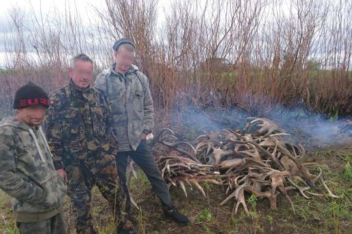Троє чоловіків намагалися вивезти з Чорнобильської зони лосячі роги (фото)