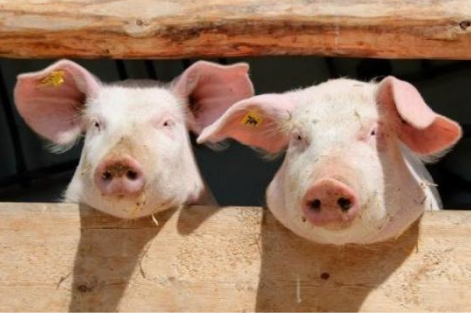 Американські фермери зменшують поголів'я свиней і прогнозують «голодні бунти»