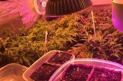 Вирощували зловмисники канабіс у конспіративних столичних квартирах