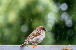У понеділок в Україні, крім східних областей, очікуються дощі