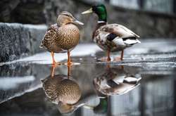  У двір будівлі Міністерства закордонних справ у Києві прилетіла пара диких качок 