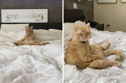 Пользователи делятся смешными фотографиями кошек, сидящих в странных позах