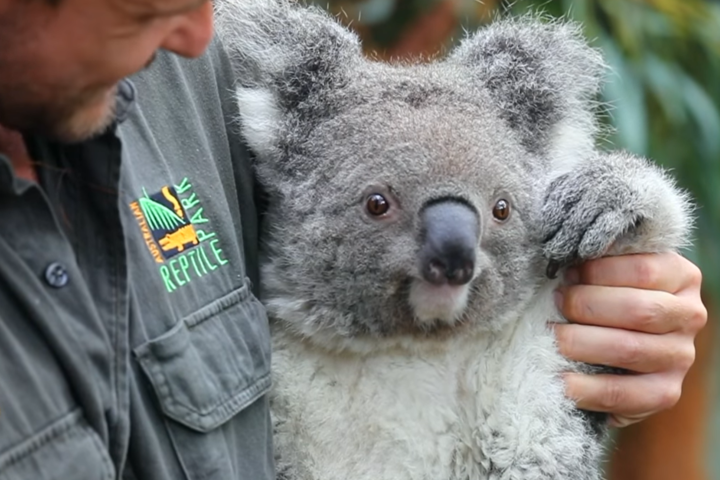 В австралійському парку вперше з часів руйнівних пожеж народилася коала
