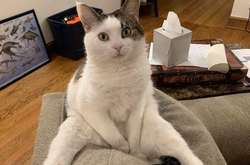 Фотографии котов, которые точно знают, как развеселить своего хозяина