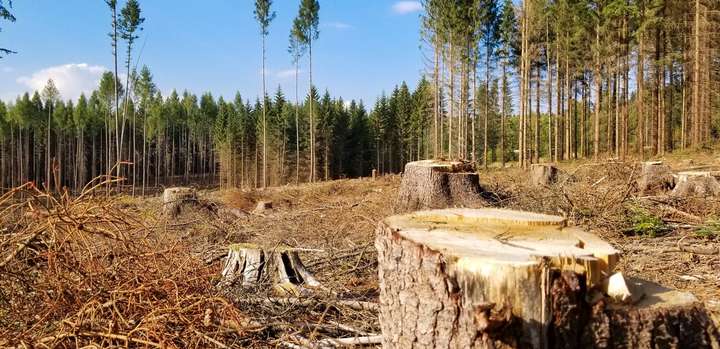 СБУ викрила нелегальне вирубування дерев на Закарпатті