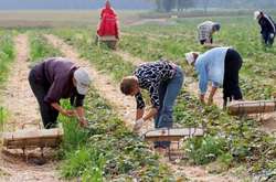 В Чехії б’ють на сполох через українських заробітчан