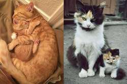 Трогательные фото кошек с котятами, которые доказывают, что они отличные мамы
