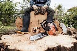 На Донеччині ділки за пів року зрубали понад 400 дубів та 500 акацій