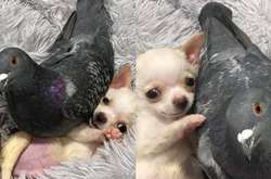 Трогательная история дружбы больного щенка и голубя растопит ваше сердце (фото)