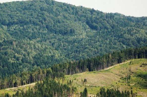 Рада запровадила національну інвентаризацію лісів