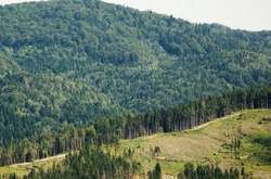 Порядок проведення інвентаризації лісів затверджується Кабінетом міністрів