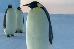 Пользователи сети заметили, что пингвины всегда ходят по трое (фото)