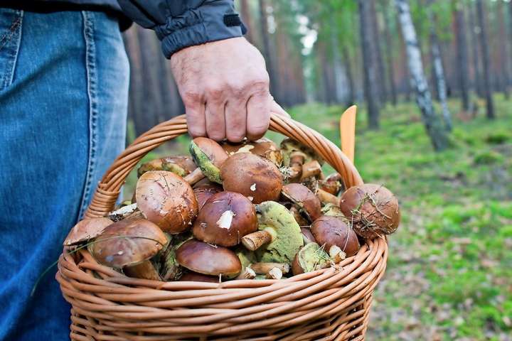 В Україні цього року 14 людей отруїлися грибами