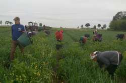 Швеція дозволить в'їзд сезонним працівникам з 8 червня