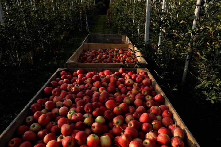 Українські садівники прогнозують низький урожай яблук через заморозки