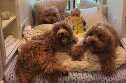 Вместе с рождения. Дружба малыша и трех собак растрогала сеть (фото)