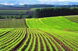 В Україні під відкриття ринку землі активізувалися шахраї: як працює їхня схема