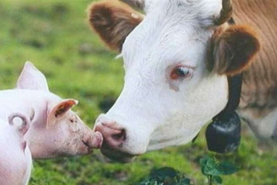 В уряді вирішили провести перепис корів і свиней