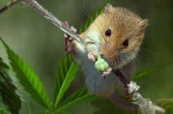 На Тернопільщині чоловіка виправдали за зберігання марихуани. Миші з’їли доказ