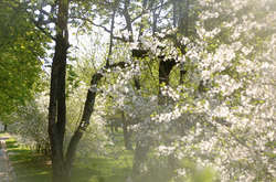 В Україні була холодна погода на самому початку червня і в травні