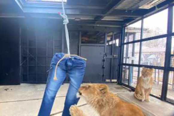 Японський зоопарк пропонує купити джинси, порвані левами або картини «намальовані» козами 