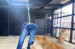 Японський зоопарк пропонує купити джинси, порвані левами або картини «намальовані» козами 